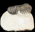 Bargain, Crotalocephalina Trilobite - Foum Zguid, Morocco #49471-2